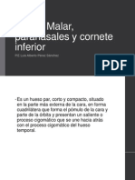 Hueso Malar, Paranasales y Cornete Inferior