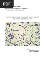 Referat - Staphylococcus