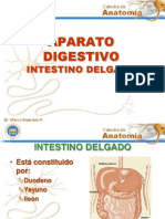 Aparato Digestivo Intestino Delgado