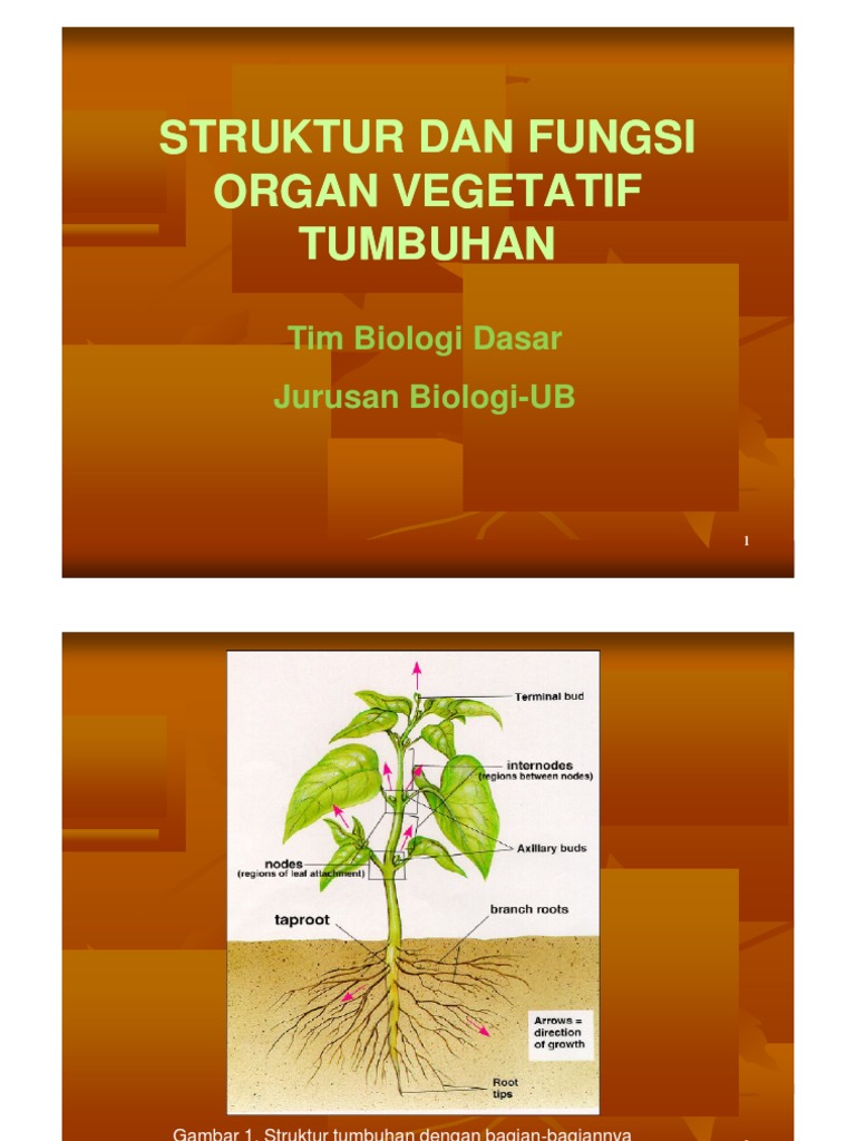 Jelaskan fungsi organ vegetatif dari tumbuhan yang anda amati