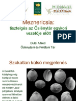 Meznericsia_DulaiA.pdf