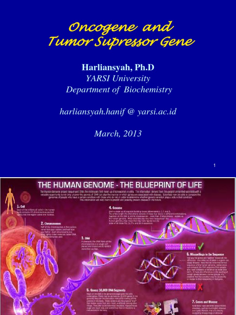 Harliansyah .Ph.D Kuliah Blok Neoplasia 2013 | Cell Cycle | Oncogene