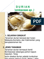 Budidaya Tanaman Durian