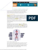 25 The Urinary System - Revision, Print