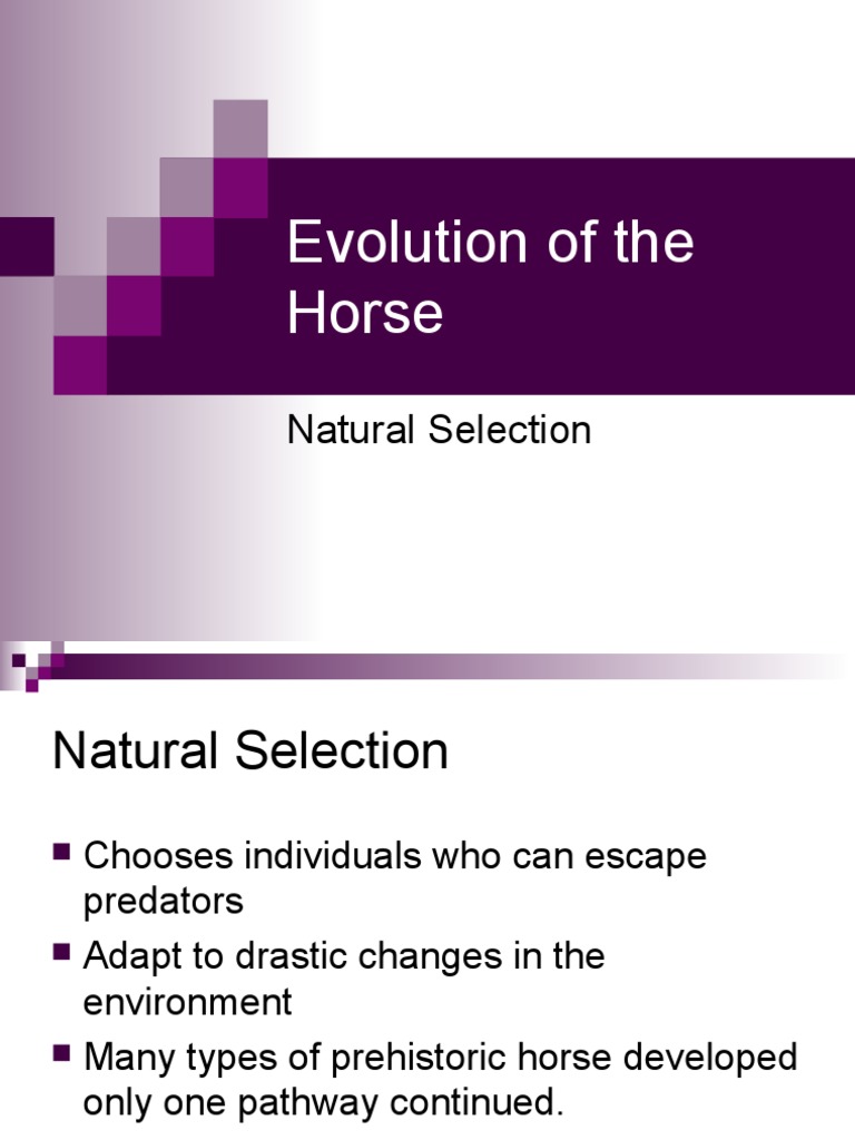 Horse Evolution and Natural Selection | PDF | Horses | Equus (Genus)