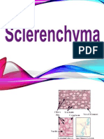 Sclerenchyma