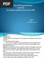 Kinetics of Drug Selection Systems in Mouse Embryonic Stem Cells