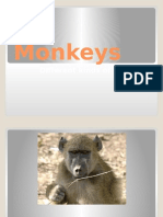 Monkeys: Different Kinds of Monkeys