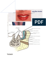 Oral Biologi Gambar