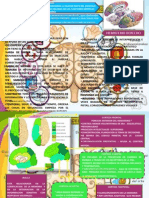 Corteza Cerebral