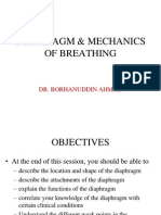 Diaphragm Mechanics of Breathing Anatomy Functions Weak Points