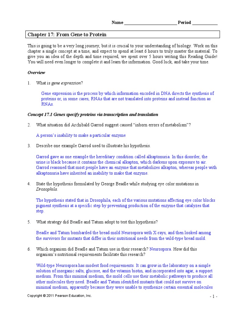 Ch17Answers PDF | PDF | Rna | Translation (Biology)