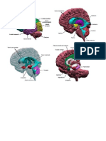 Cerebro Imagenes