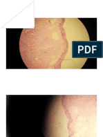 Histology Pictures Only Part 2