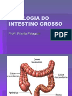 Fisiologia e doenças do intestino grosso