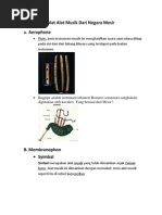 Download Alat Alat Musik Dari Negara Mesirdocx by Ismi Purnamasari SN179286857 doc pdf