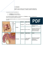 Glándulas Sexuales o Gónadas