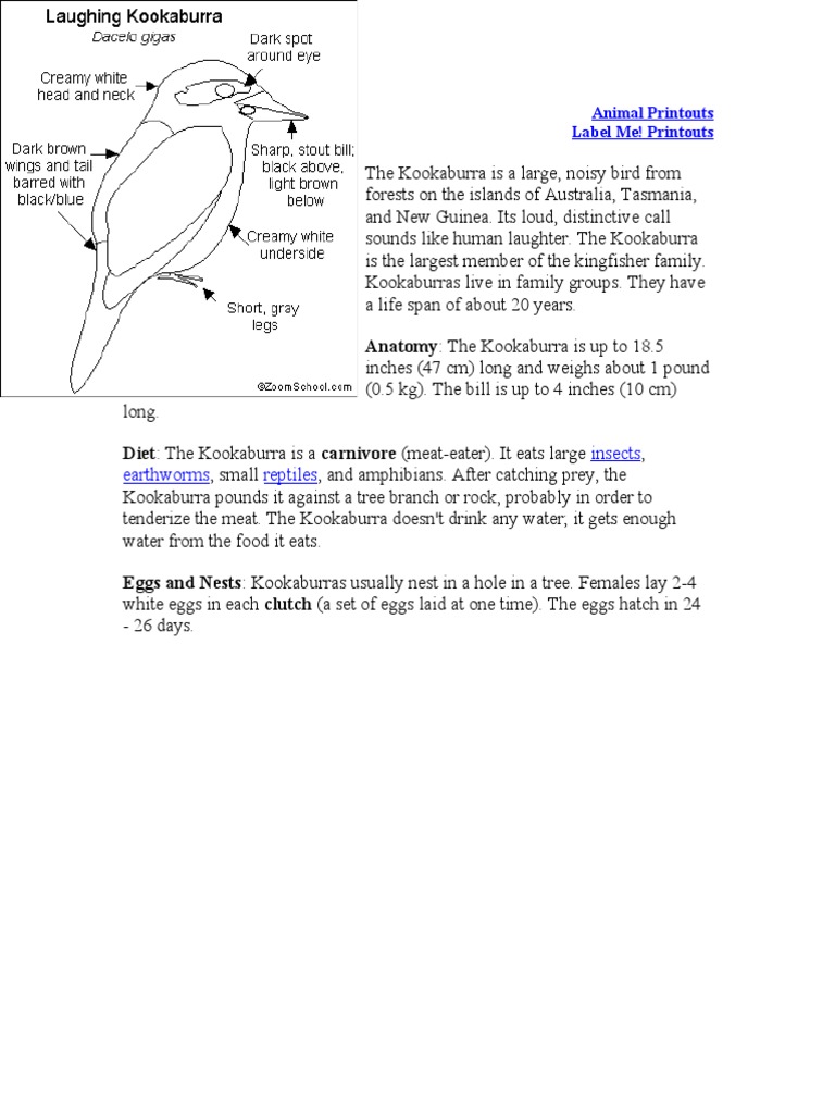 Kookaburra Anatomy The Kookaburra Is Up To 18.5 PDF