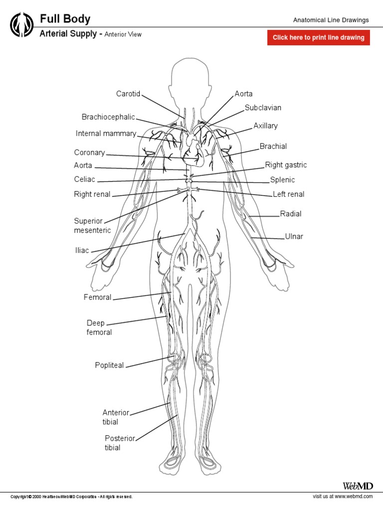 Arterial Flow | PDF