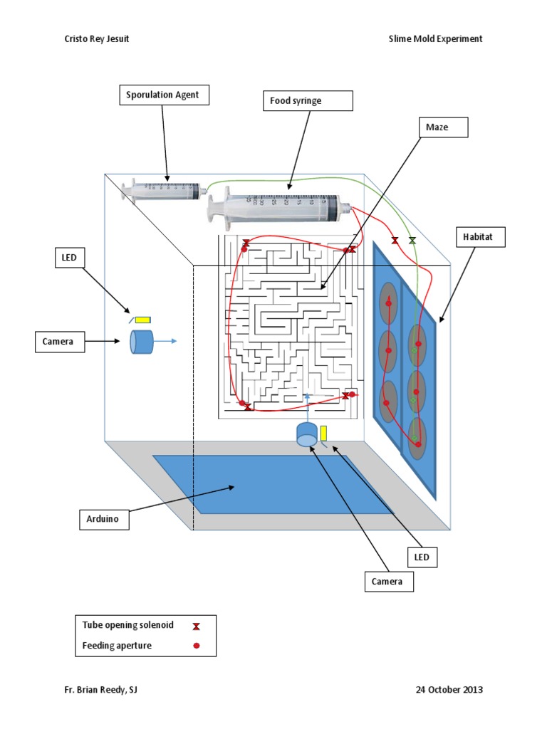 Slime Mold Experiment Overview | PDF