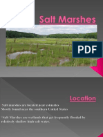 Salt Marshes Isabella