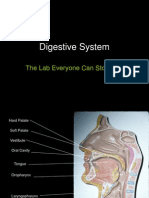 26a Digestivesystem1