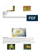 Crizantema PDF