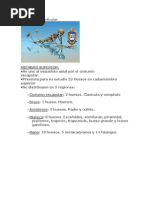 Esqueleto Apendicular