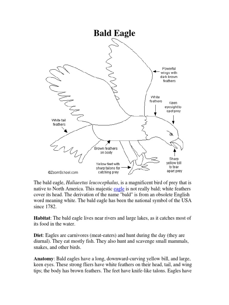 Bald Eagle Pdf Bald Eagle Eagle