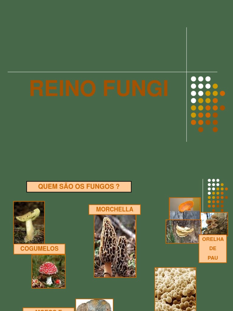 Reino Fungi