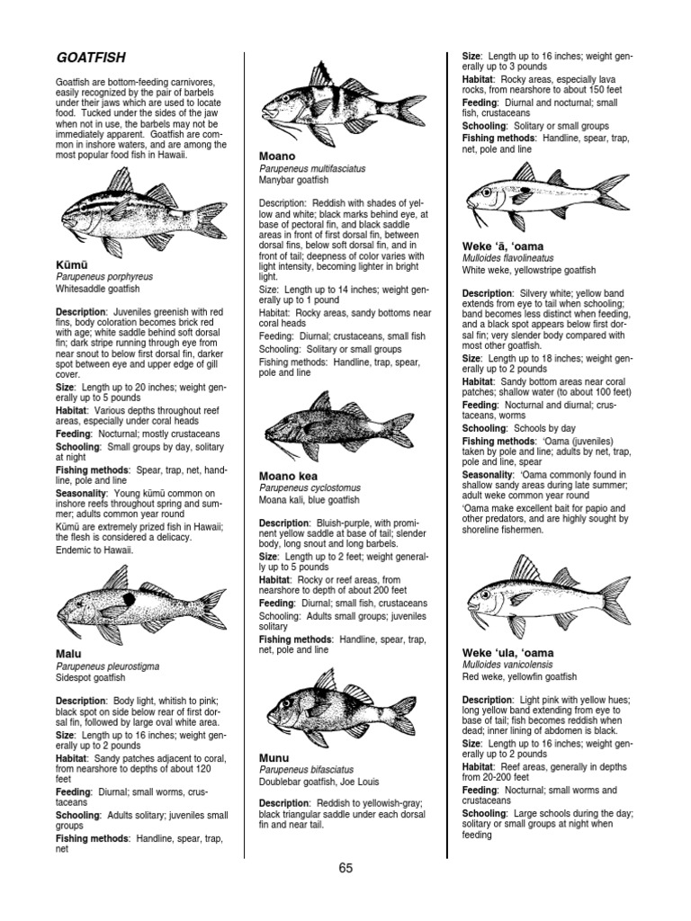 Fishes of Hawaii PDF, PDF, Aquatic Animals