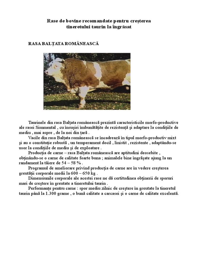Rase de Bovine - Odt | PDF