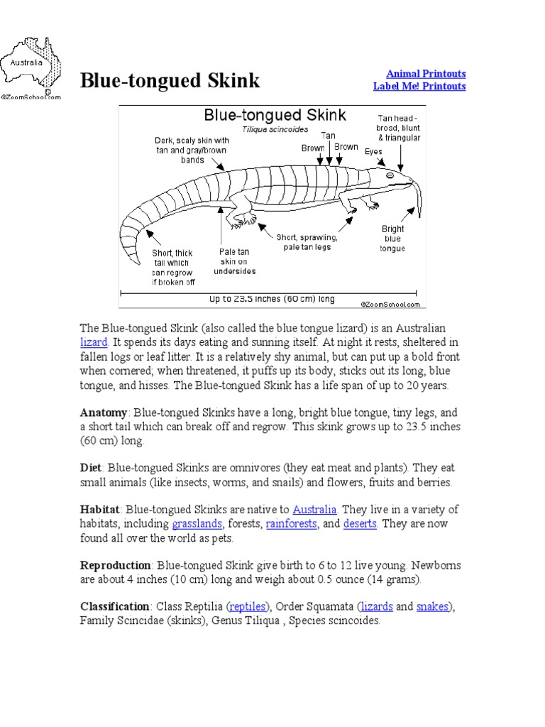 Blue-Tongued Skink | PDF | Home & Garden | Wellness
