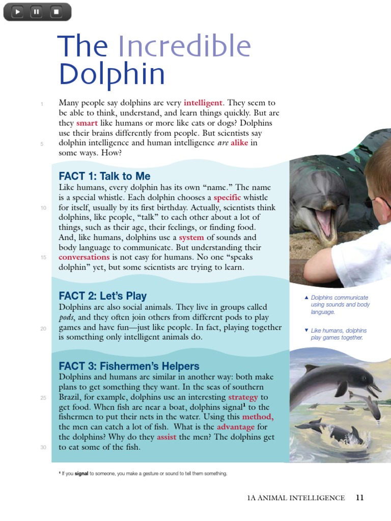 Dolphin Intelligence Explained | PDF | Social Science | Language Arts ...