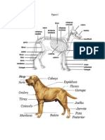 Anatomia Ossea e Exterior Do Cão
