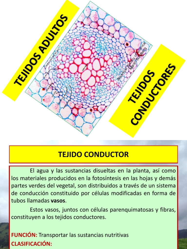 tejidos conductores