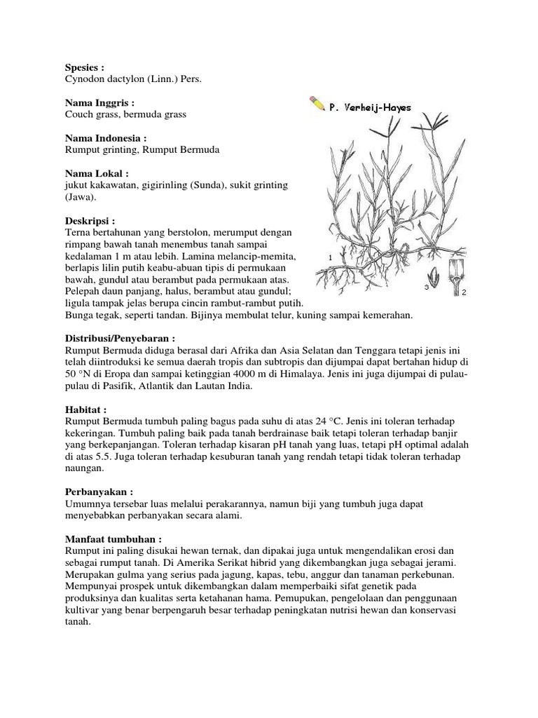 Ciri dan Manfaat Rumput Grinting | PDF | Griya & Taman | Teknologi ...