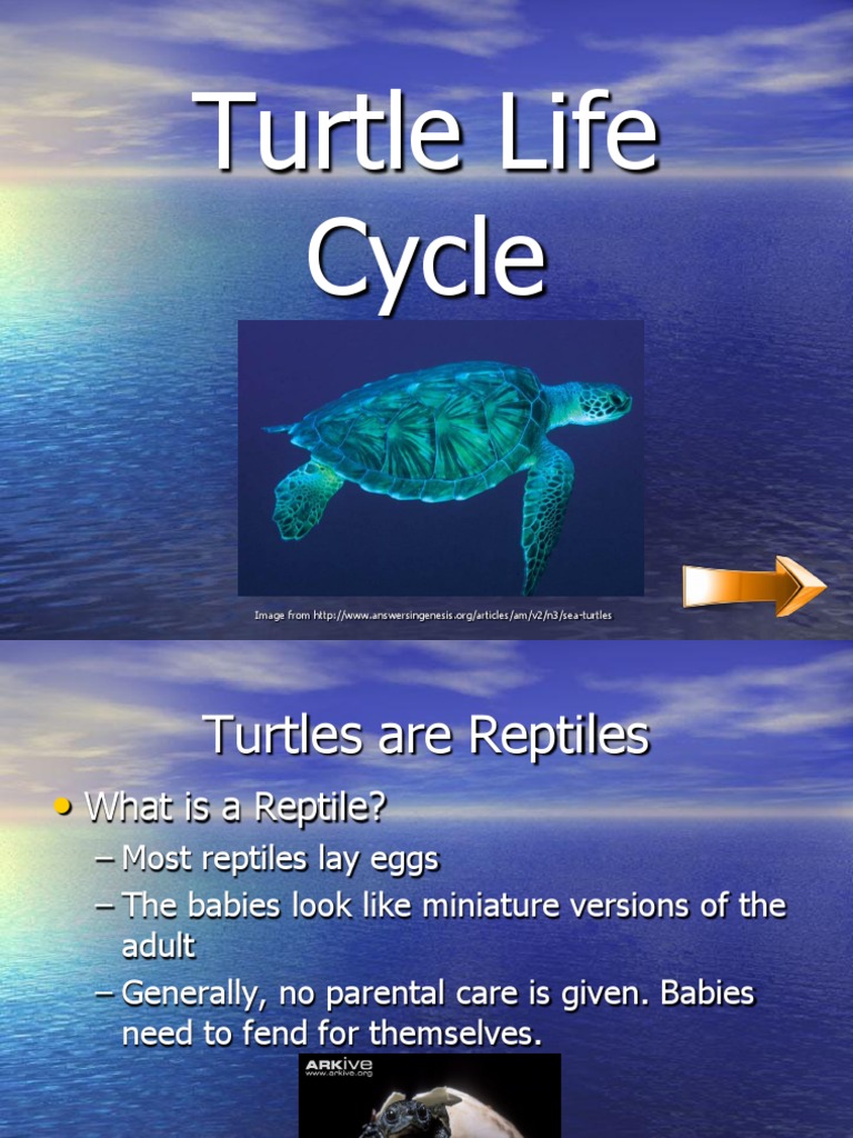 Life Cycle Of Turtle The Shocking Secret They Keep Hidden - 982337o