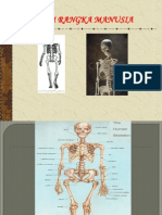 Sistem Rangka Manusia