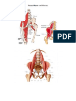 Psoas Major and Iliacus