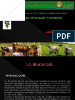 BRUCELOSIS.pptx