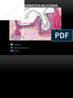 Piel x40 (Hematoxilina-eosina).pptx