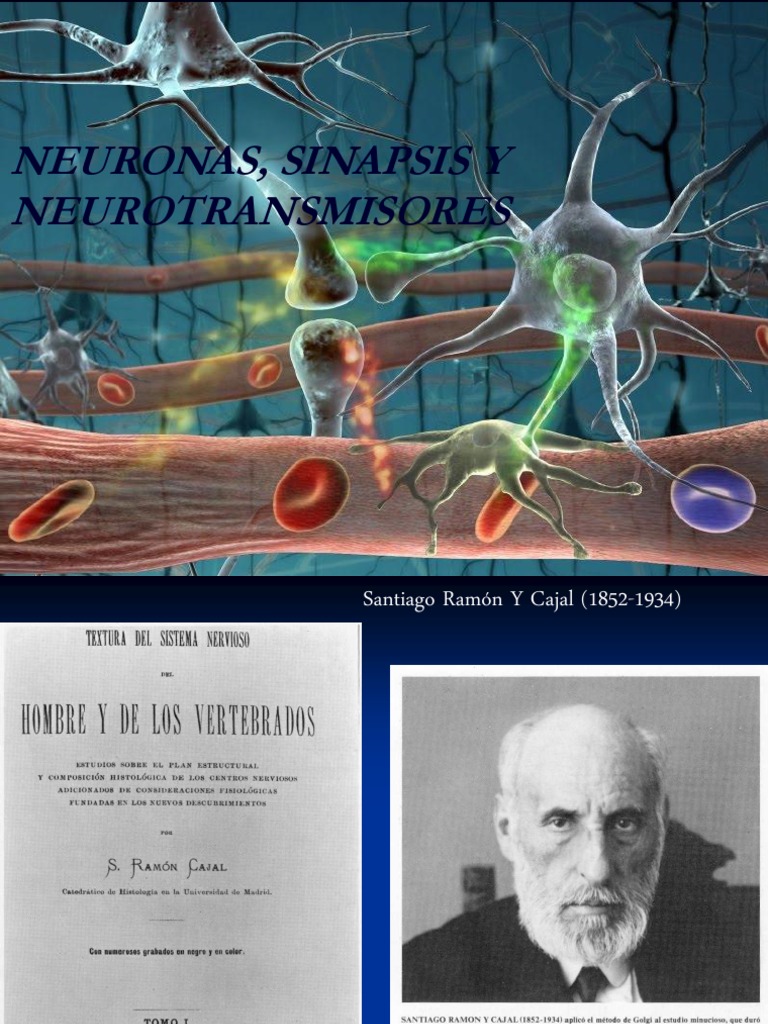 Neurona, Sinapsis y Neurotransmisores | PDF | Sinapsis | Neurona
