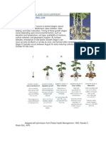 Growth Stages of Potato Plants