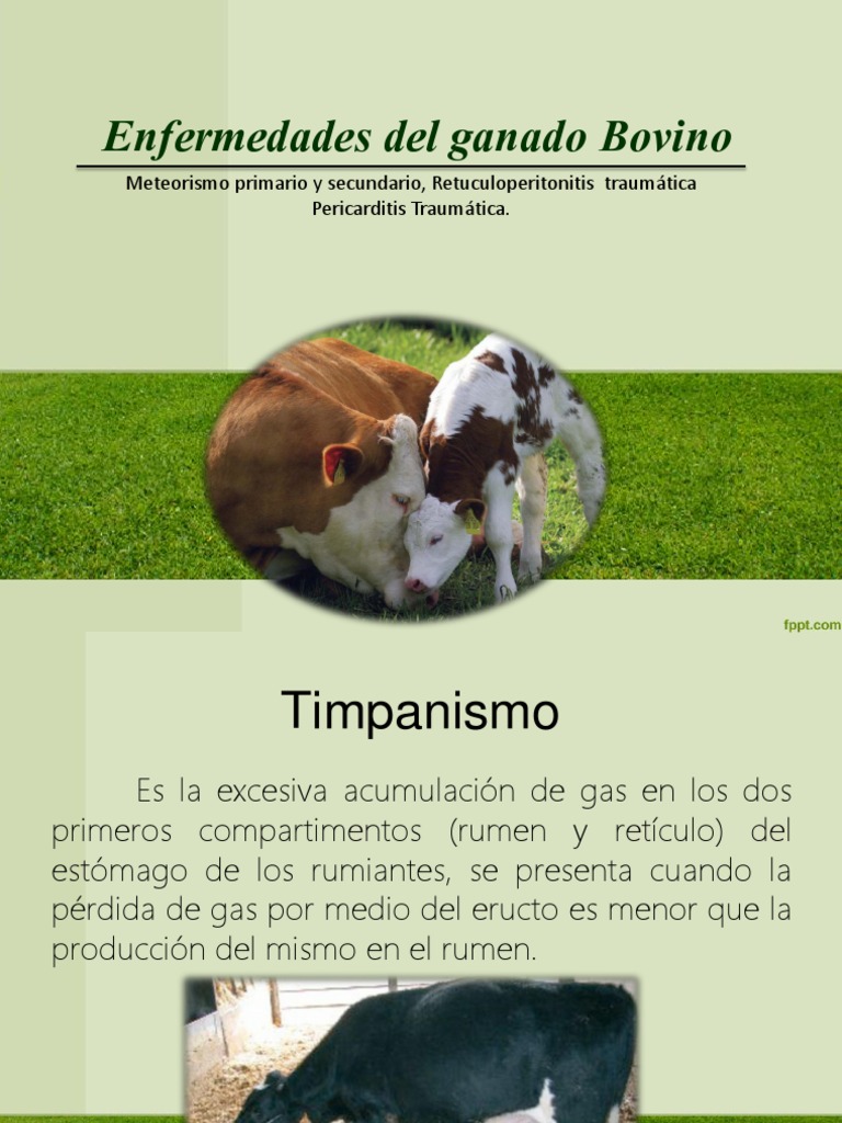 Enfermedades del sistema digestivo y cardiovascular en ganado bovino