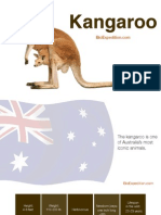 Kangaroo - The emblem of Australia