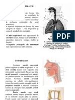 Curs5 Anatomia Omului