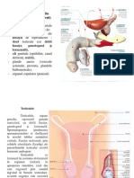 curs6 Anatomia omului.ppt