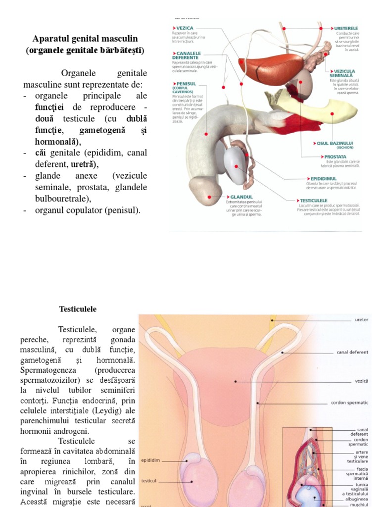 penisul organului genital masculin