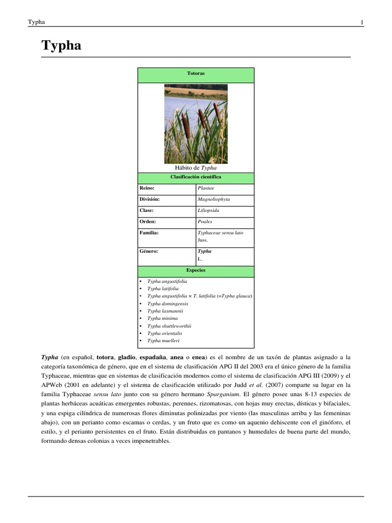 Tipos y características de Typha | PDF | Morfología Vegetal | Cultivos